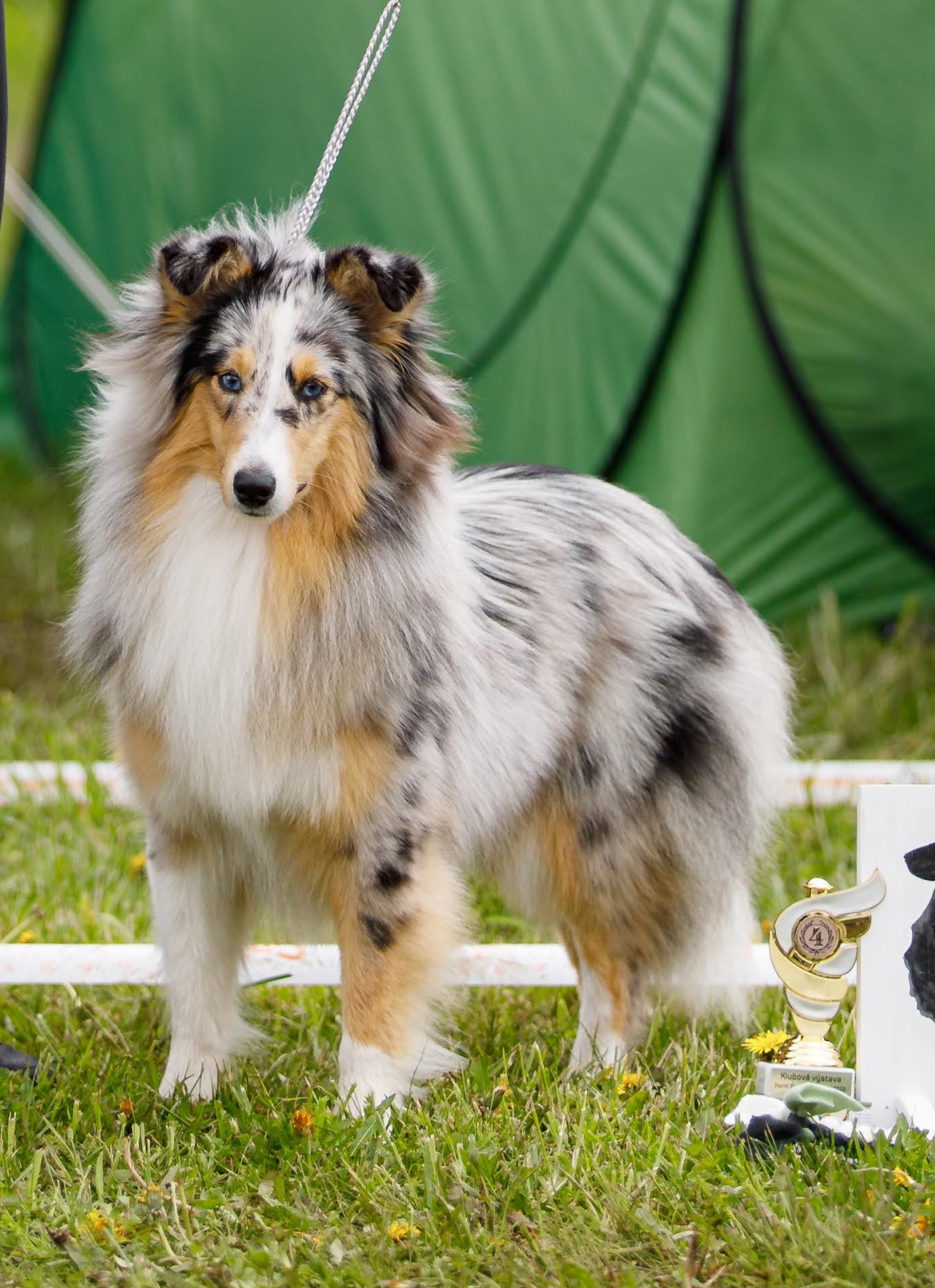 Sassura Hibiscus Flower